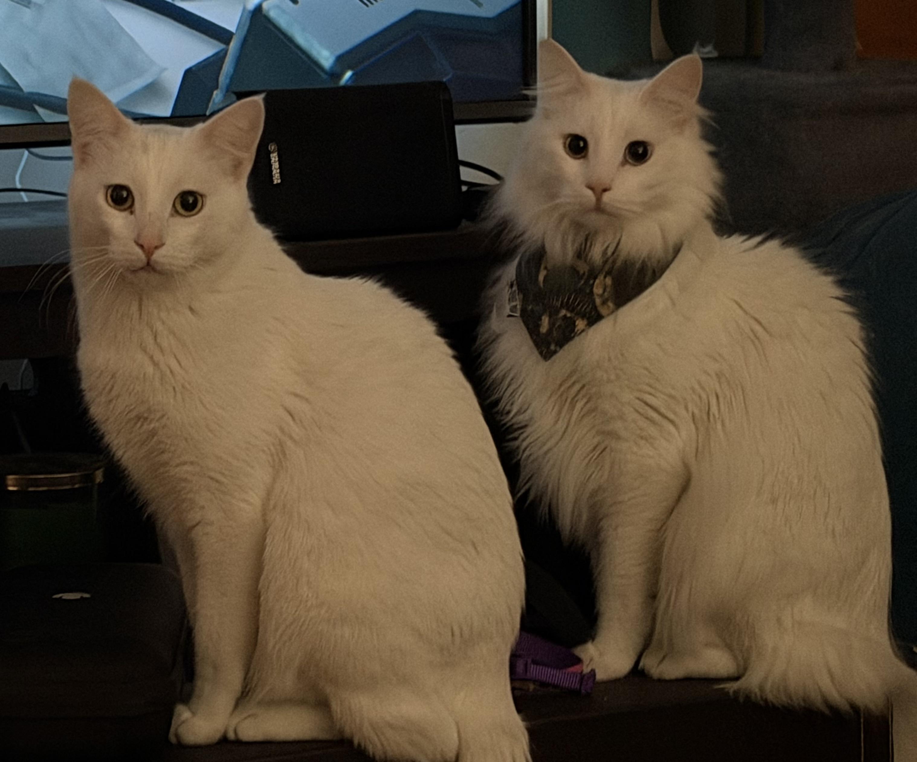 Enlarge Ghost and Aang, a Adoptable Domestic Short Hair in Midvale, UT image 2/5