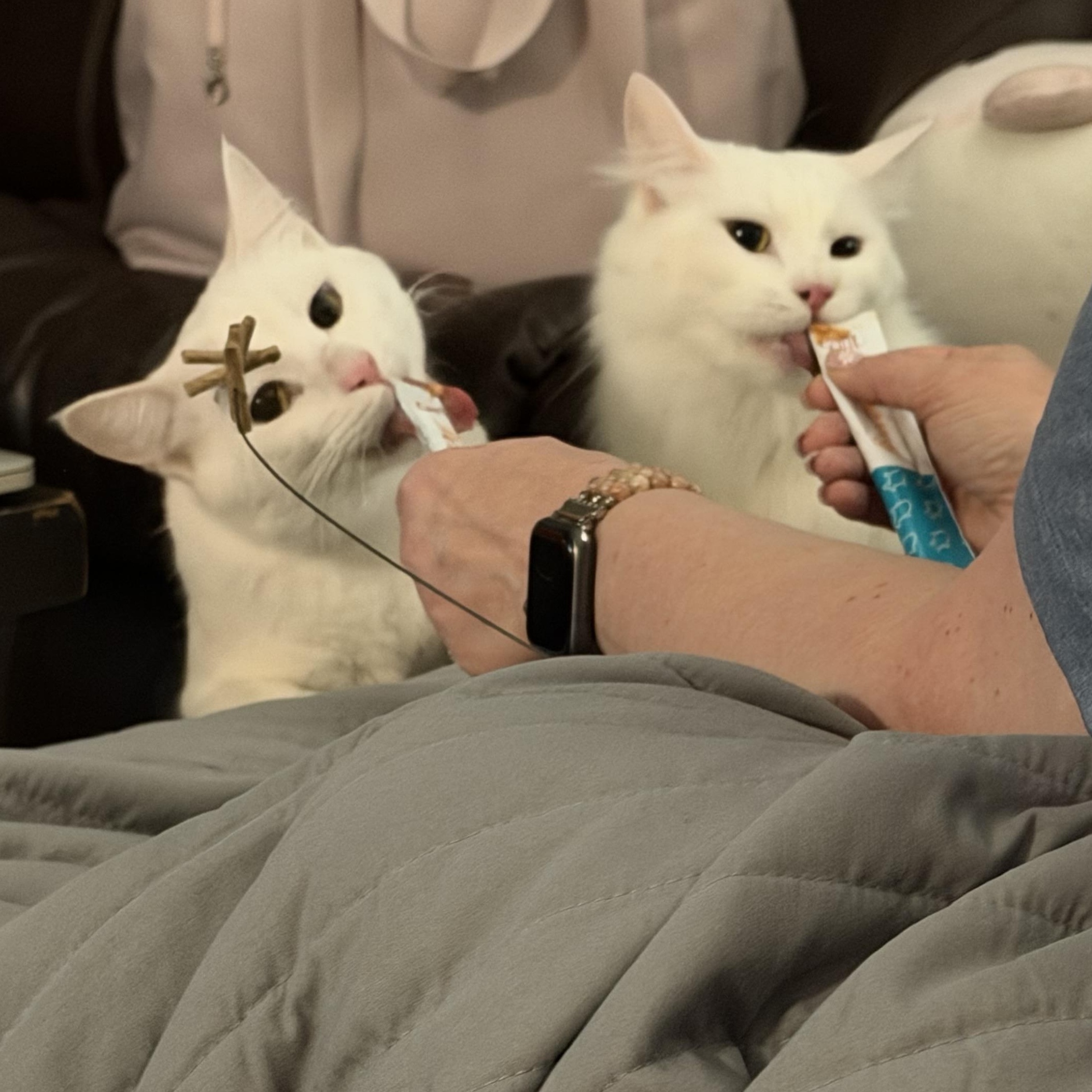 Ghost and Aang, Adoptable, Adult Male Domestic Short Hair.