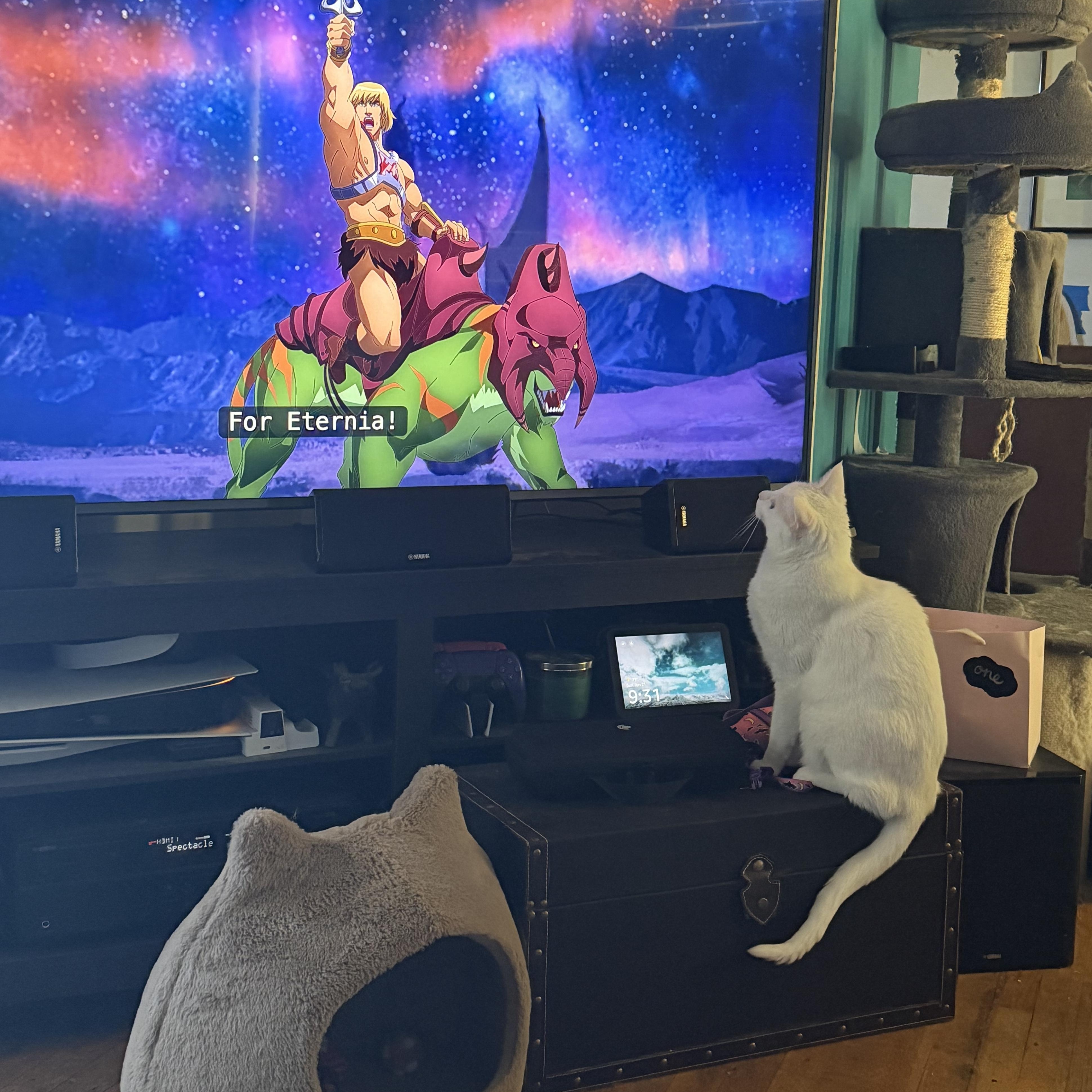Enlarge Ghost and Aang, a Adoptable Domestic Short Hair in Midvale, UT image 4/5