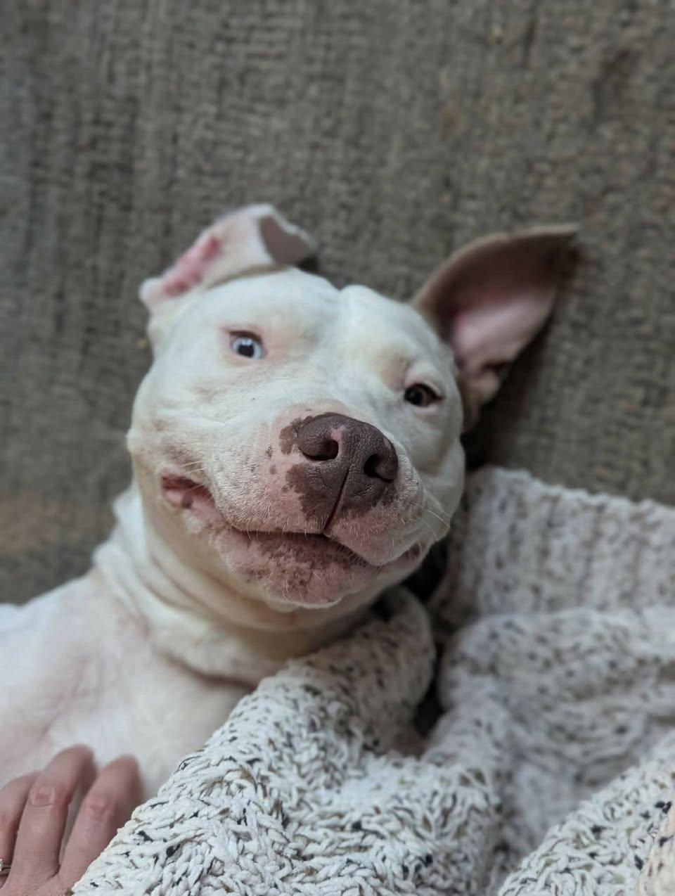 Smuckers, Adoptable, Adult Male Mixed Breed.