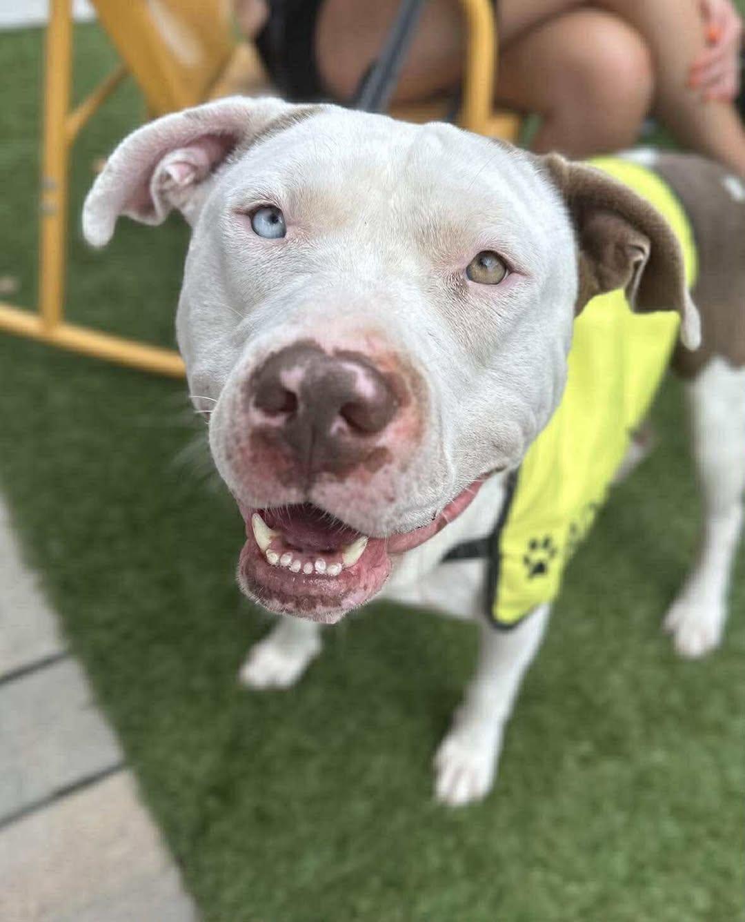 Smuckers, Adoptable, Adult Male Mixed Breed.