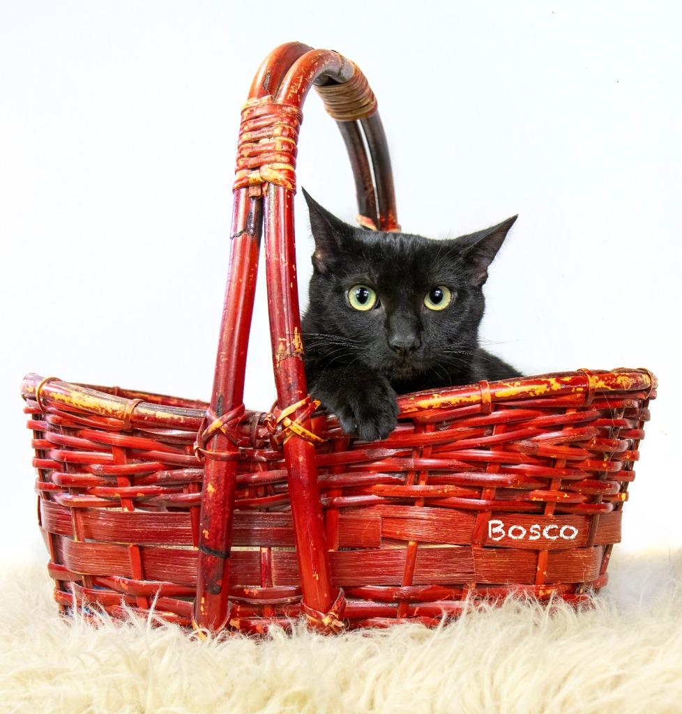 Enlarge Bosco, a Adoptable mixed breed in Hot Springs Village, AR image 1/3