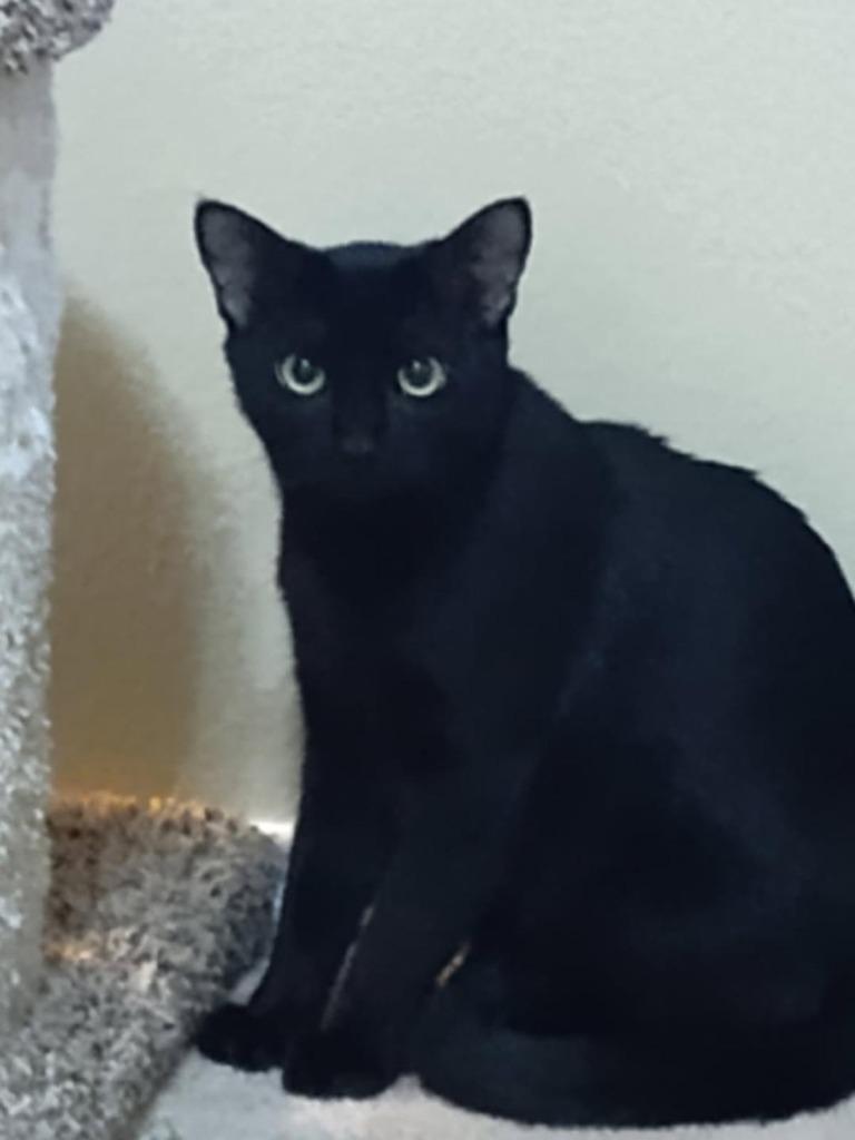 Enlarge Bosco, a Adoptable mixed breed in Hot Springs Village, AR image 2/3