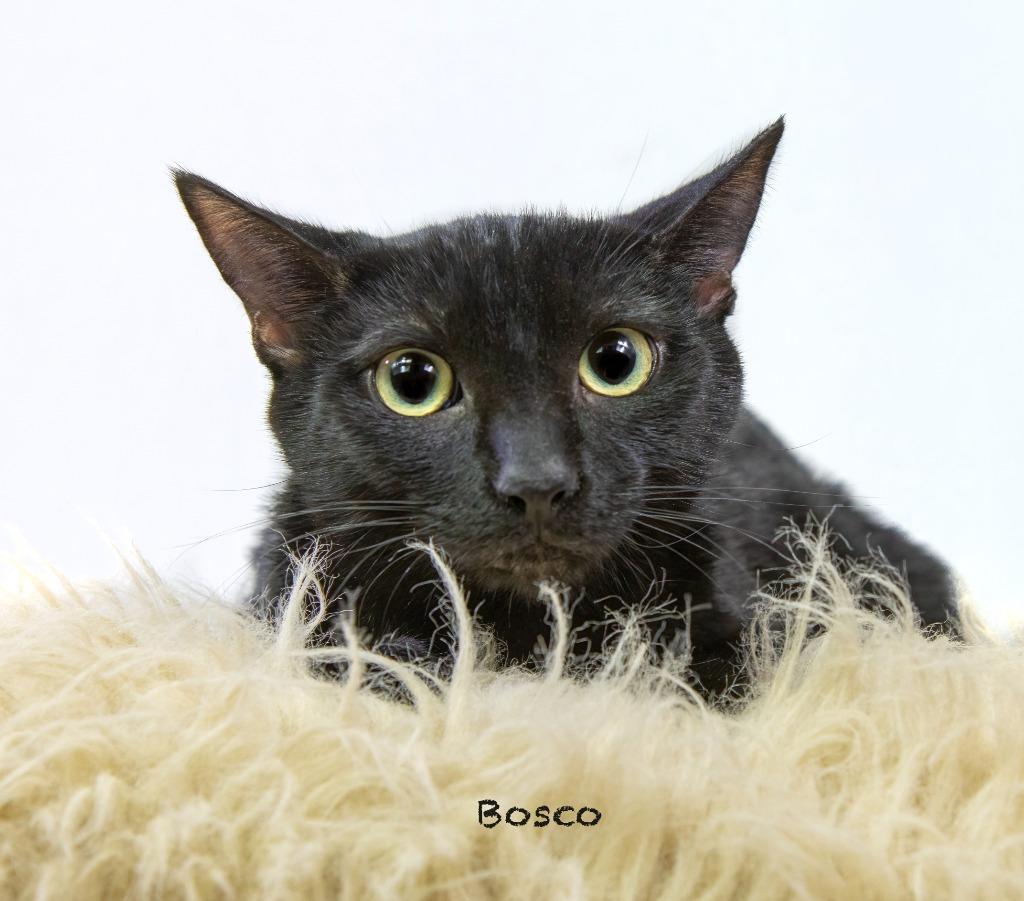 Enlarge Bosco, a Adoptable mixed breed in Hot Springs Village, AR image 3/3