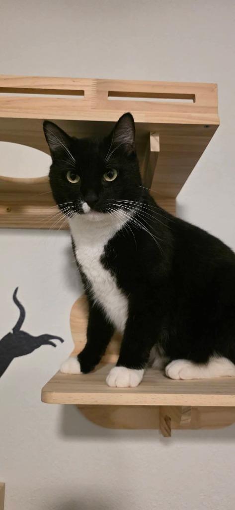 Enlarge Rico Suave, a Adoptable mixed breed in Miami, OK image 2/4