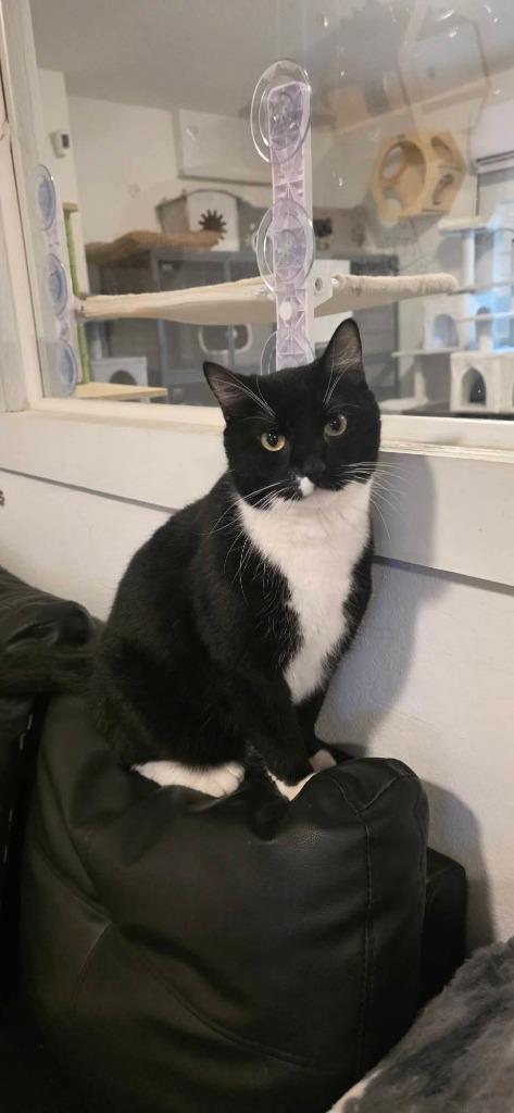 Enlarge Rico Suave, a Adoptable mixed breed in Miami, OK image 3/4