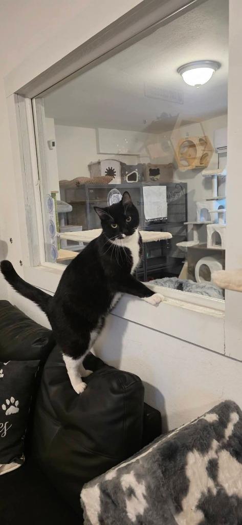 Enlarge Rico Suave, a Adoptable mixed breed in Miami, OK image 4/4