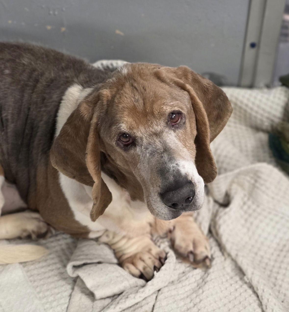Gunner, Adoptable, Adult Male Basset Hound.