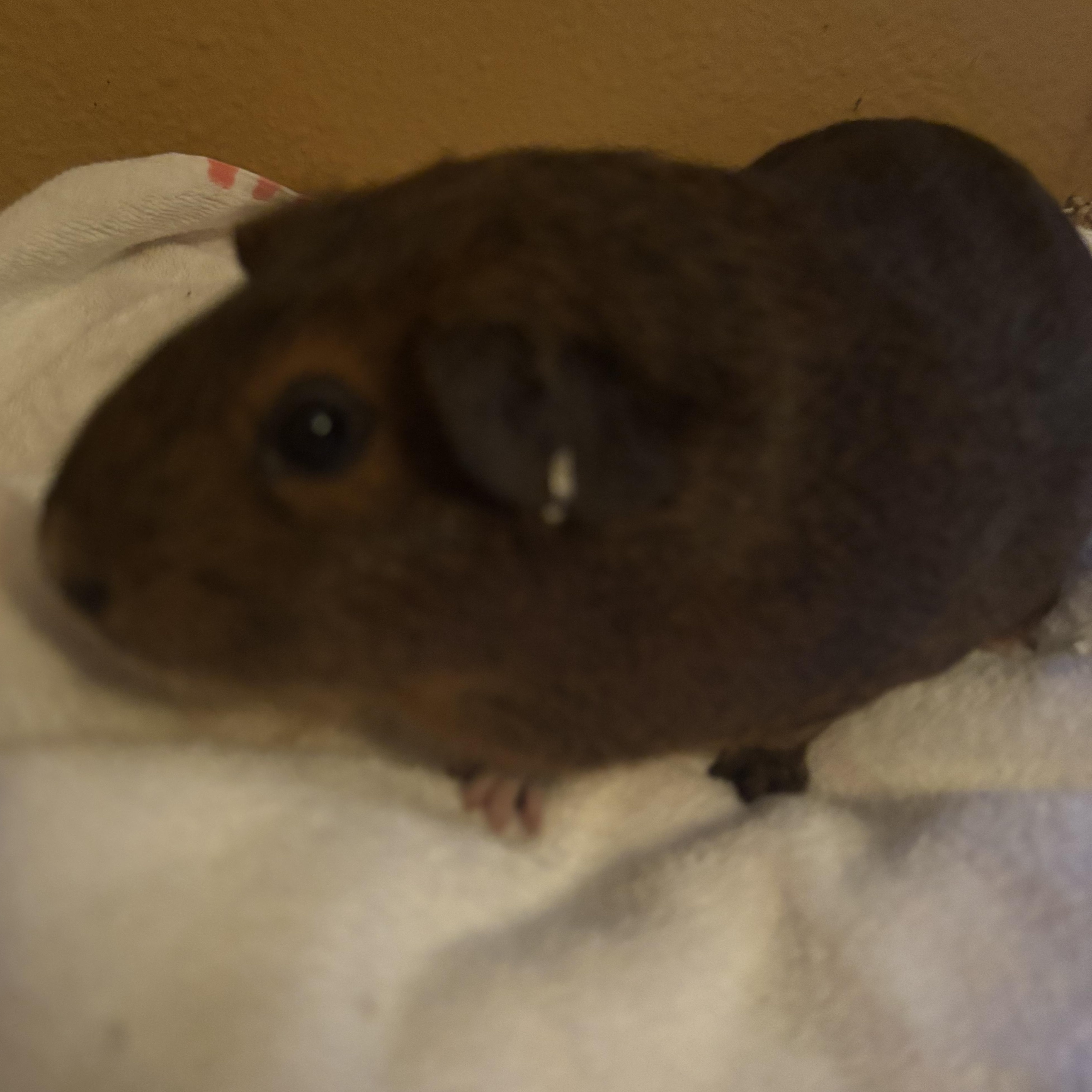 Enlarge Ginger, a Adoptable Guinea Pig in Modesto, CA image 1/1