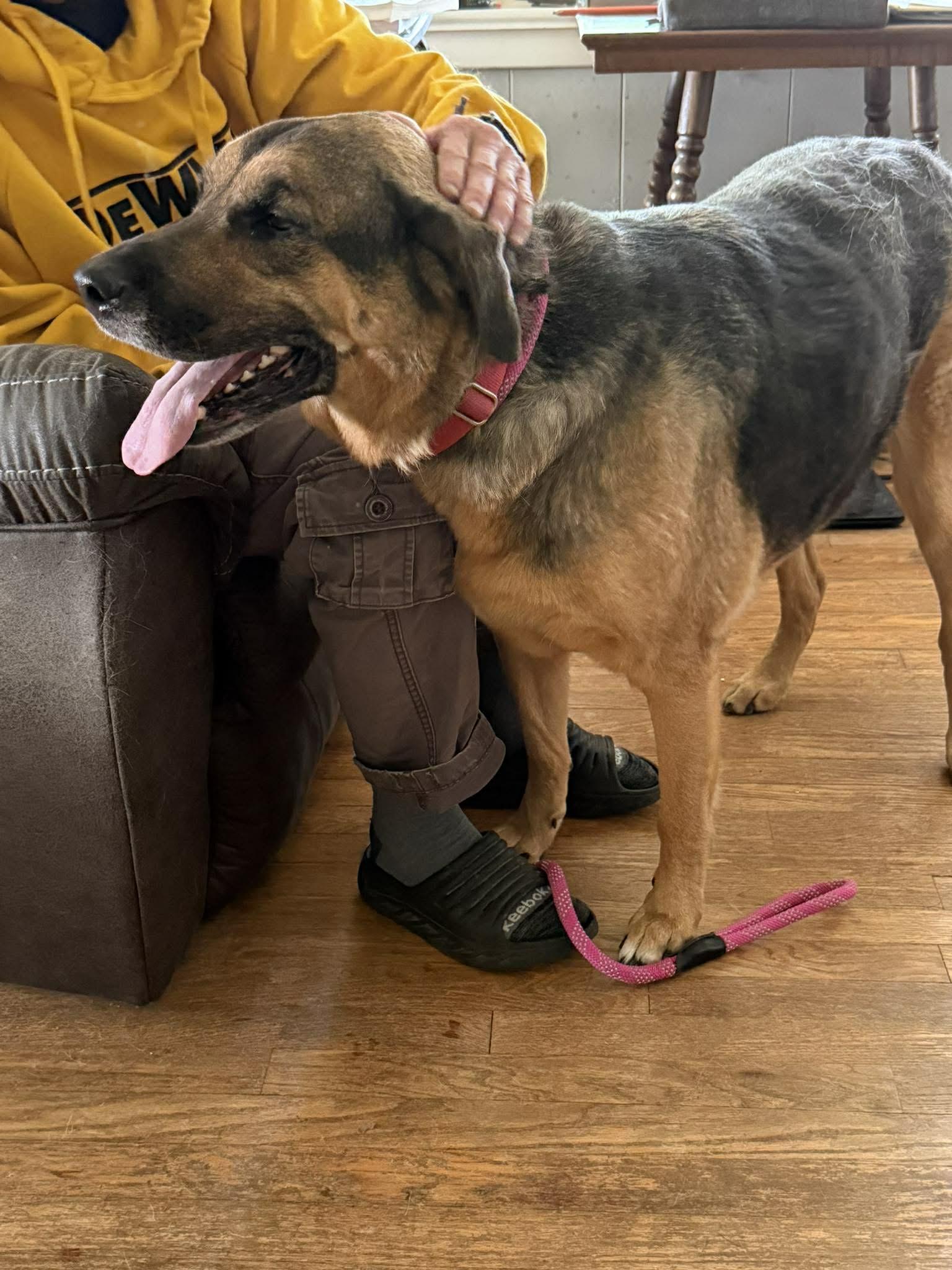 Enlarge Harley (CAT FRIENDLY), an adoptable mixed breed in Hagerstown, MD image 2/6