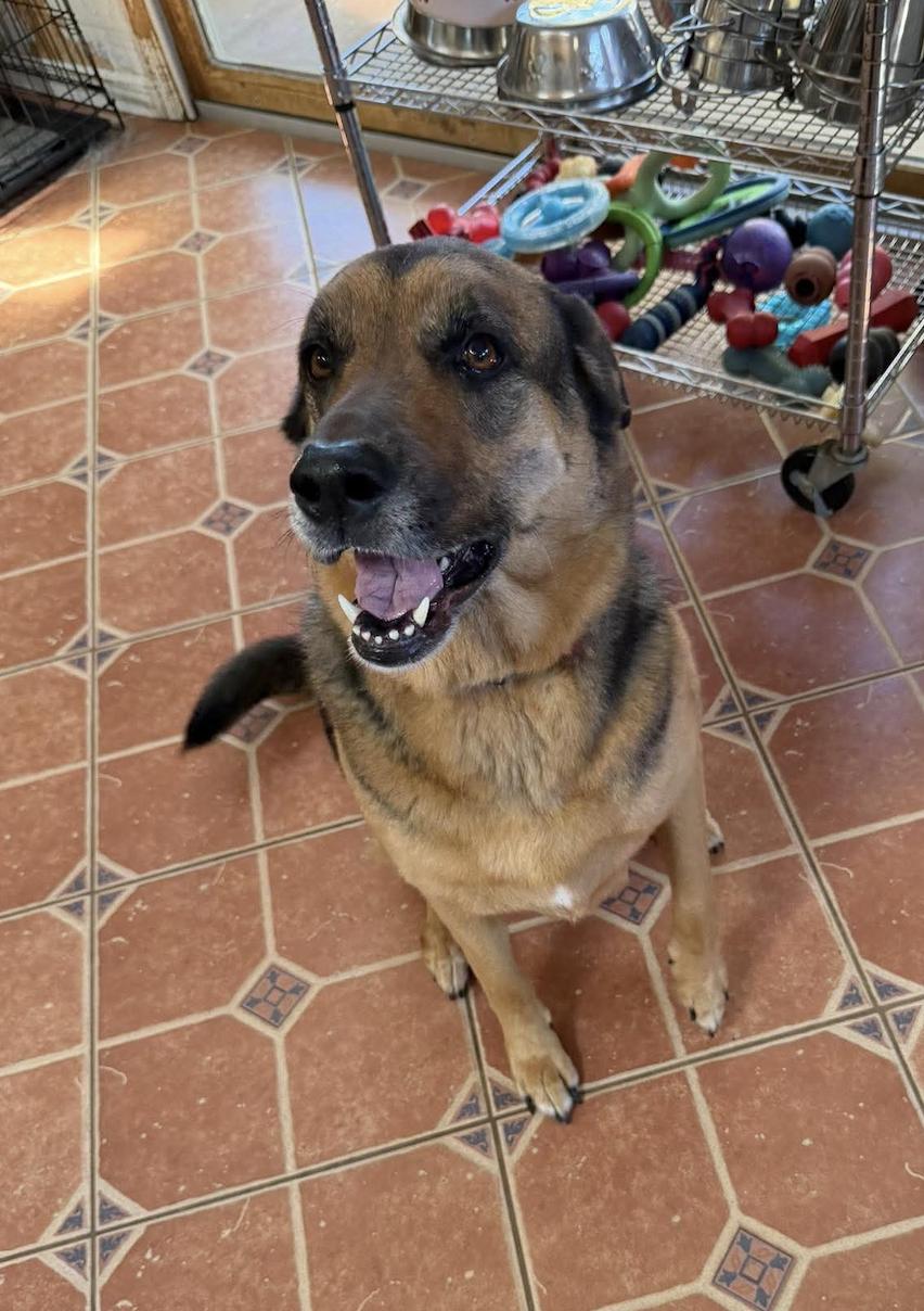 Harley, Adoptable, Senior Female German Shepherd Dog & Hound.