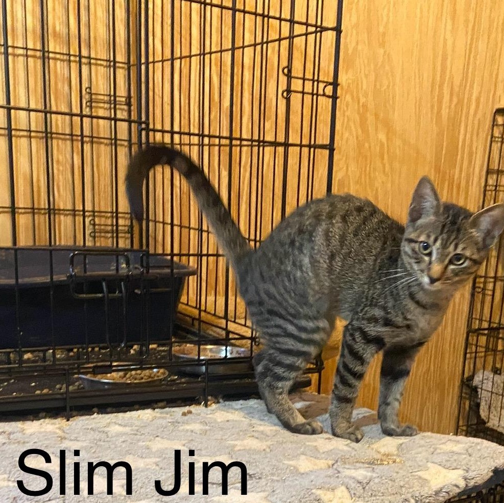Enlarge Slim Jim, a Adoptable Domestic Short Hair in Anna, TX image 1/1