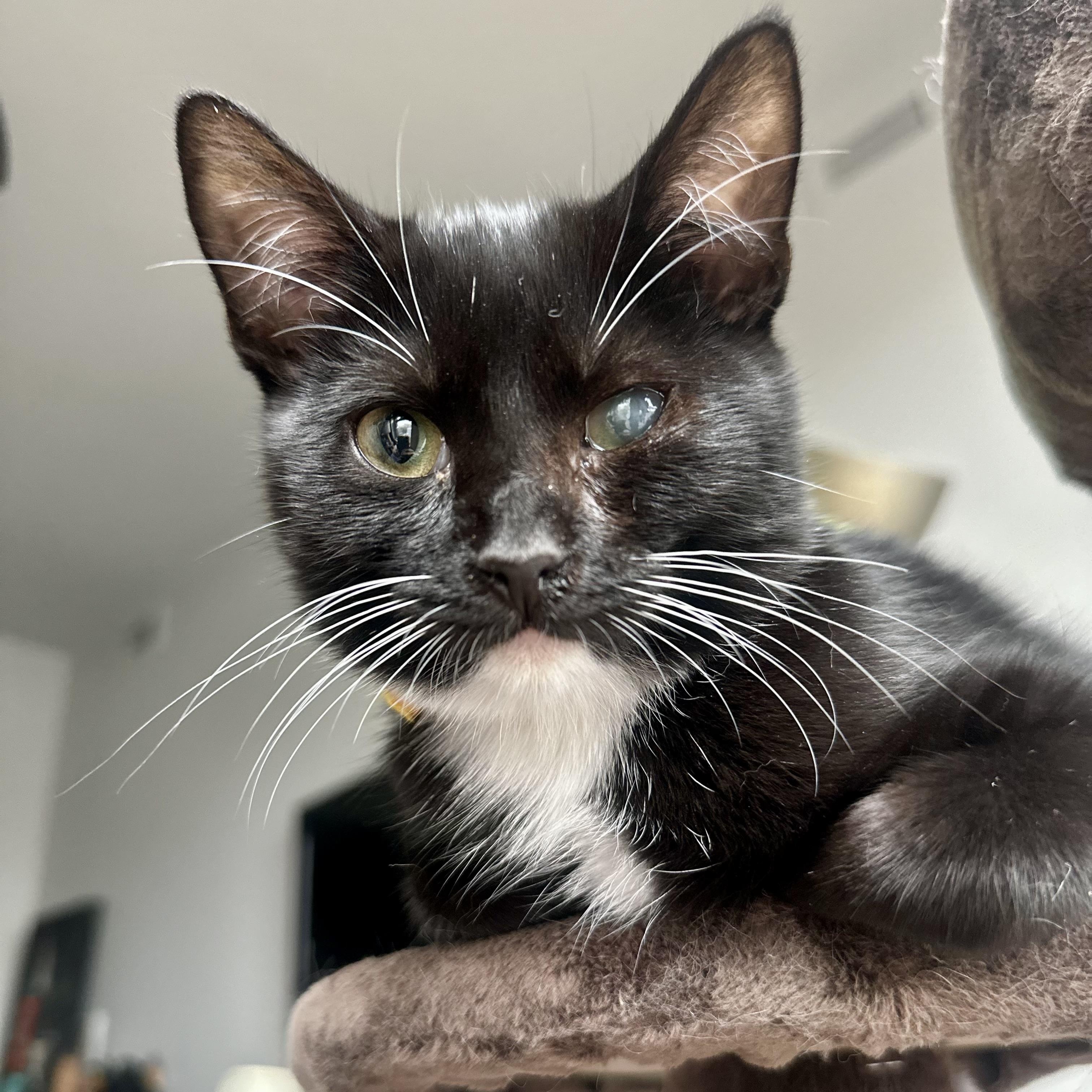 Shyla