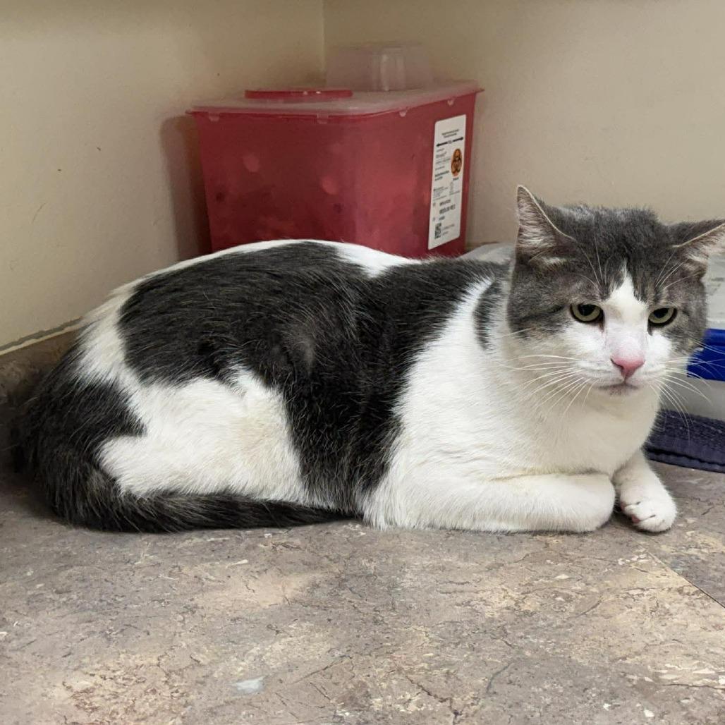 Loki, Adoptable, Adult Male Domestic Short Hair.