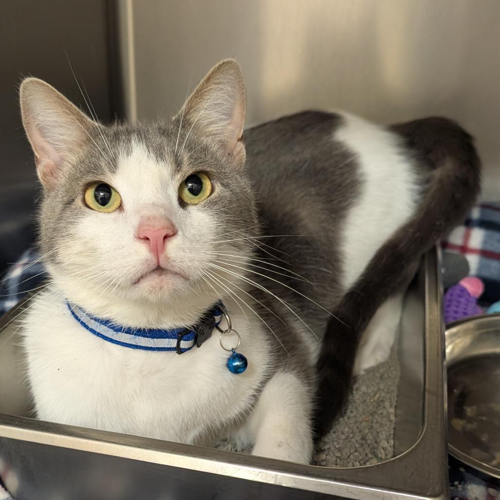 Enlarge Loki, a Adoptable Domestic Short Hair in Shinnston, WV image 2/2