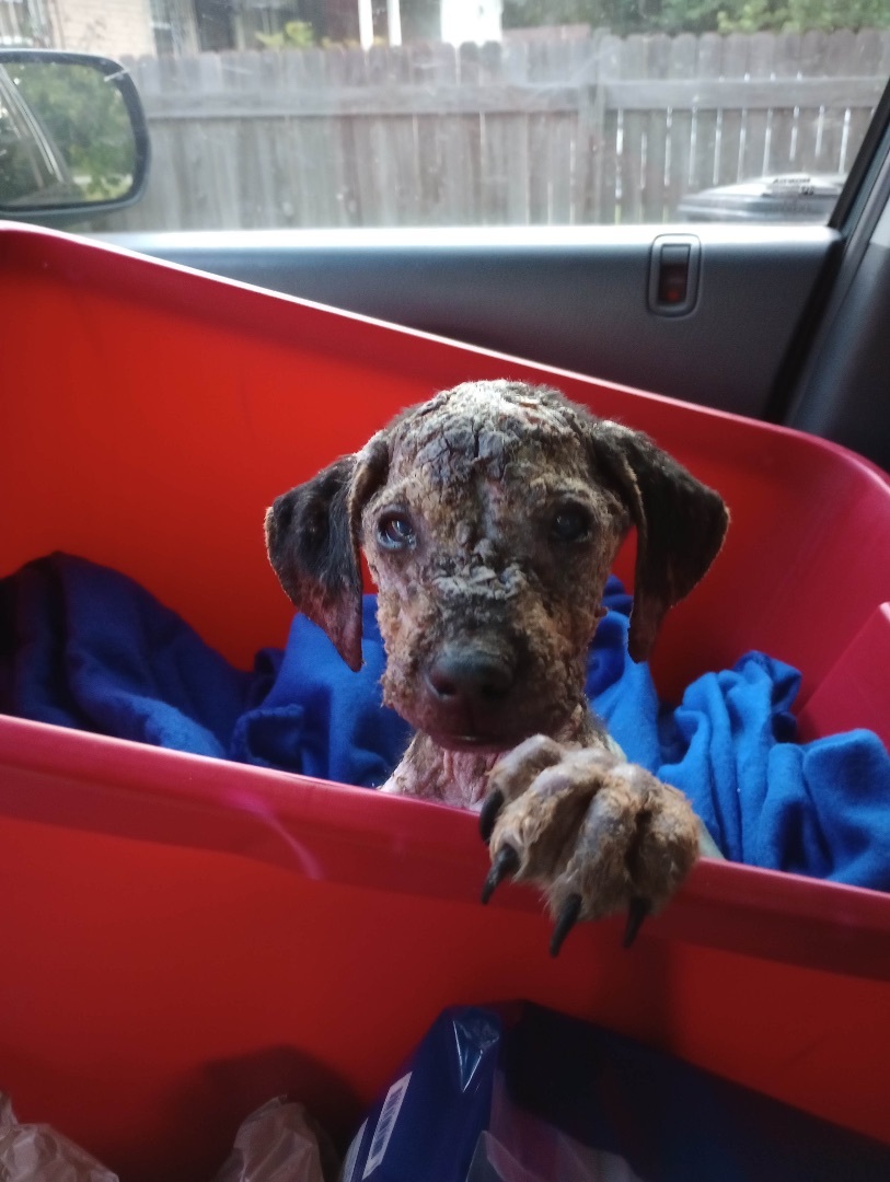 Griffin, Adoptable, Puppy Male Black and Tan Coonhound.