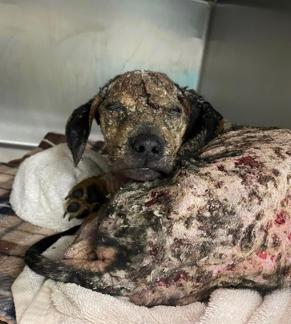 Griffin, a Adoptable Black and Tan Coonhound in Bixby, OK image 2/11