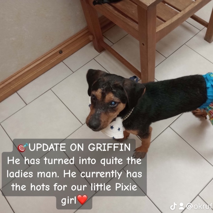 Griffin, a Adoptable Black and Tan Coonhound in Bixby, OK image 3/11