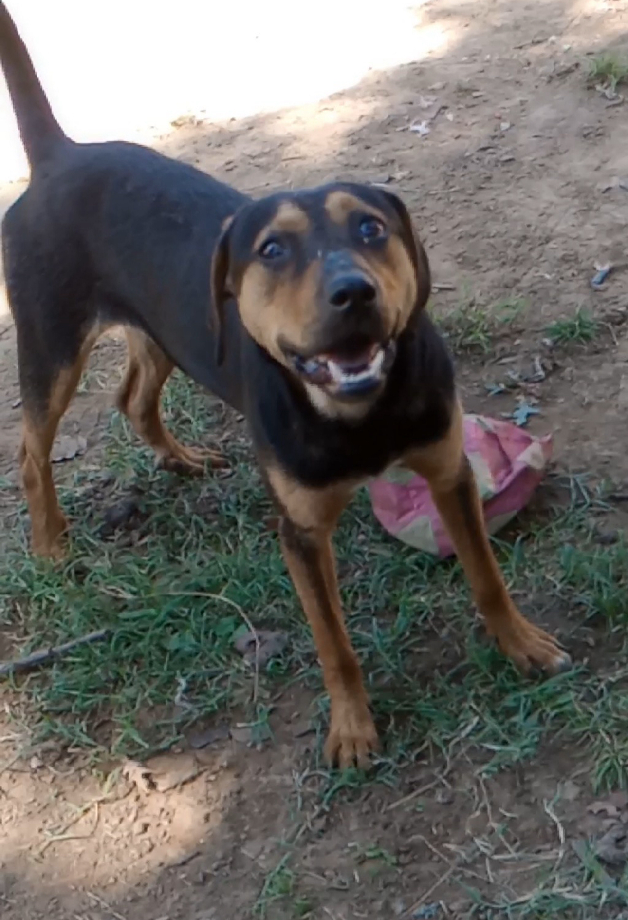 Griffin, a Adoptable Black and Tan Coonhound in Bixby, OK image 4/11