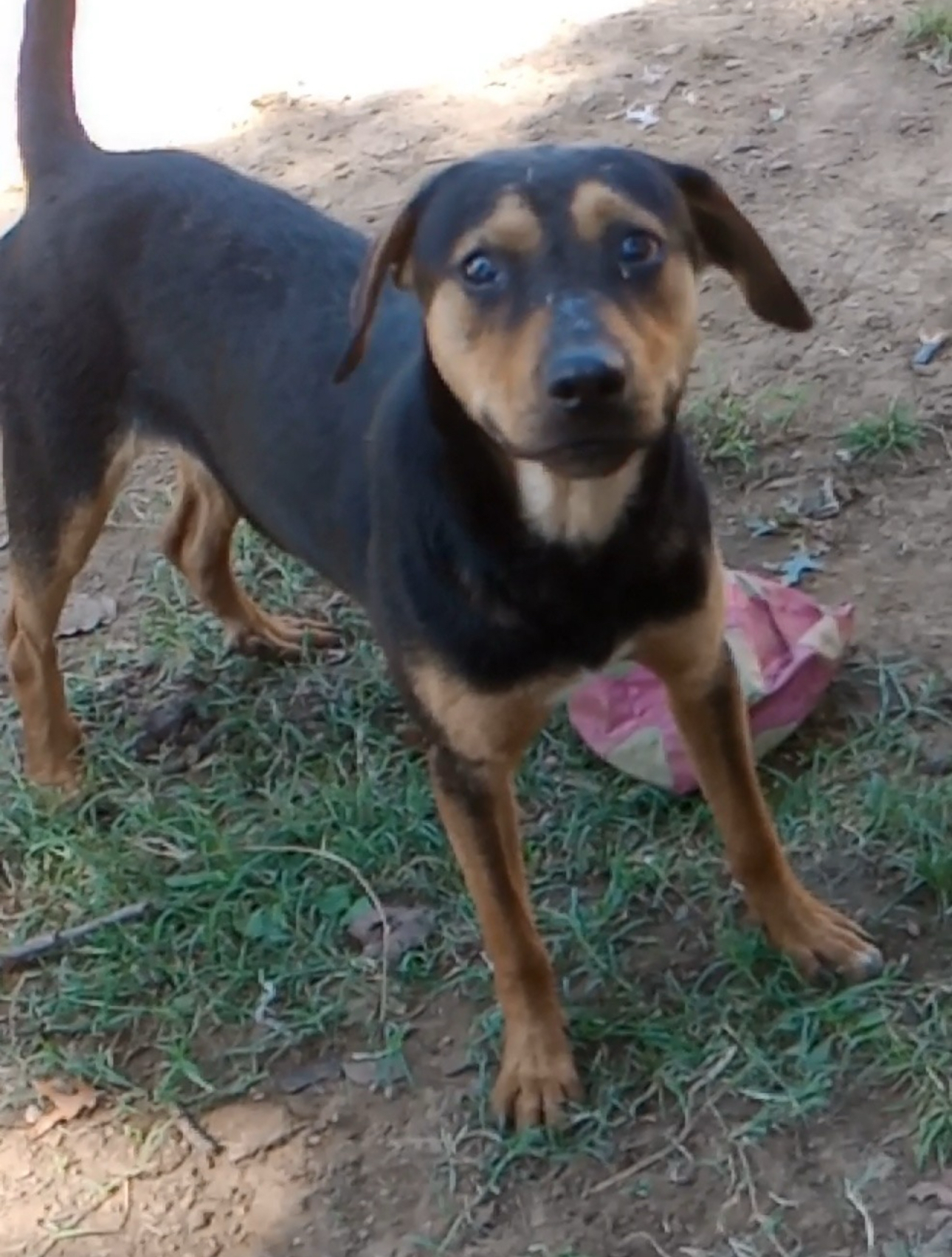 Griffin, a Adoptable Black and Tan Coonhound in Bixby, OK image 5/11