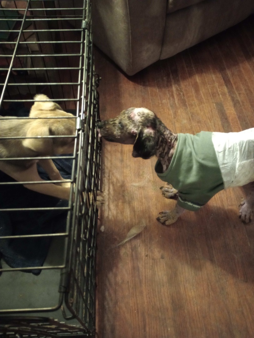 Griffin, a Adoptable Black and Tan Coonhound in Bixby, OK image 6/11