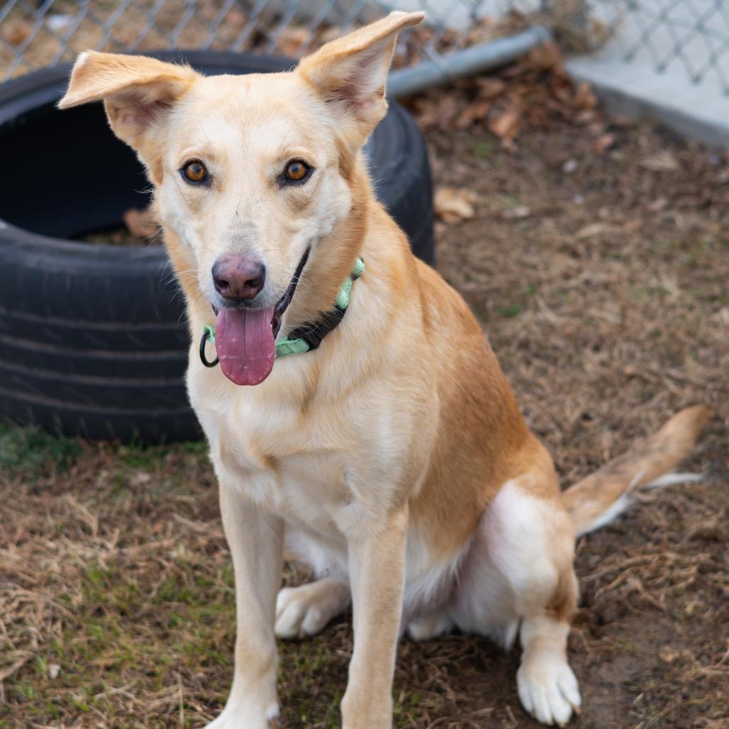 Prince (fka Ward), Adoptable, Adult Male Mixed Breed.