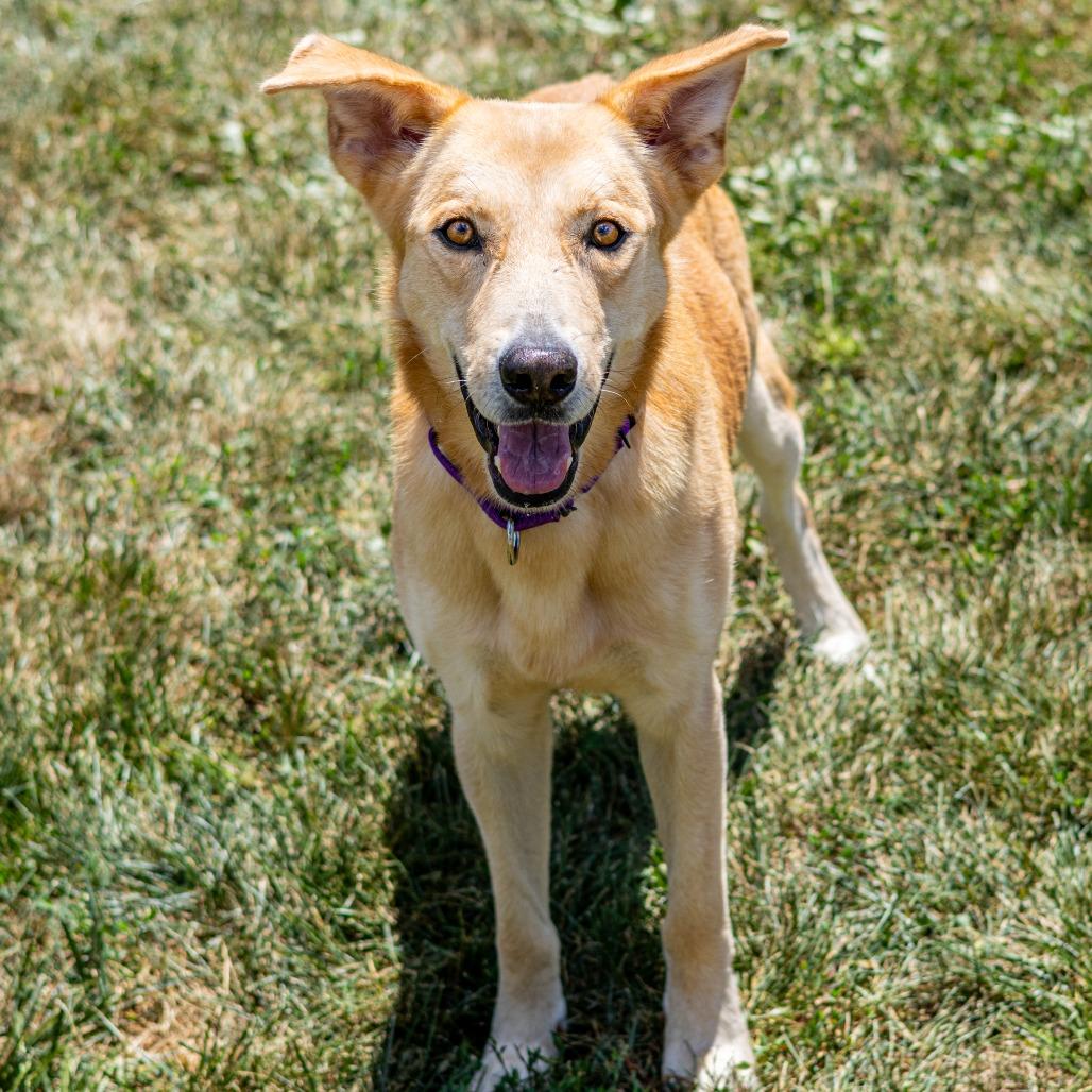 Prince (fka Ward), a Adoptable Mixed Breed in Newark, DE image 3/6