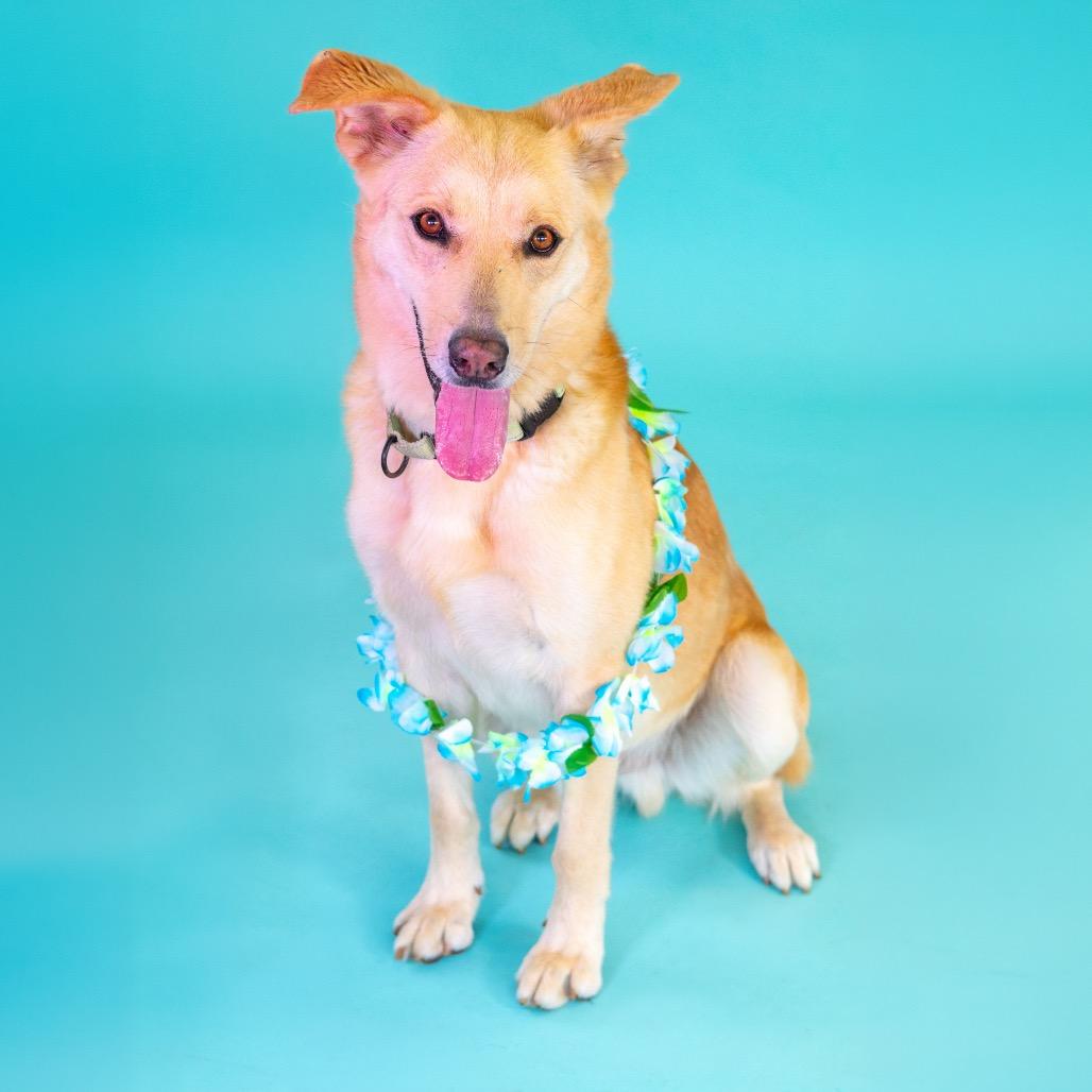 Prince (fka Ward), a Adoptable mixed breed in Newark, DE image 4/6