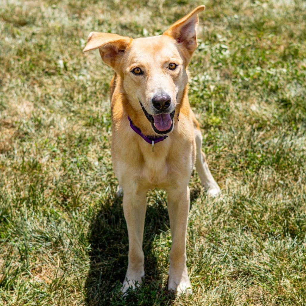 Prince (fka Ward), a Adoptable Mixed Breed in Newark, DE image 5/6
