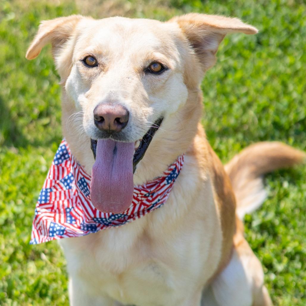 Prince (fka Ward), a Adoptable Mixed Breed in Newark, DE image 6/6