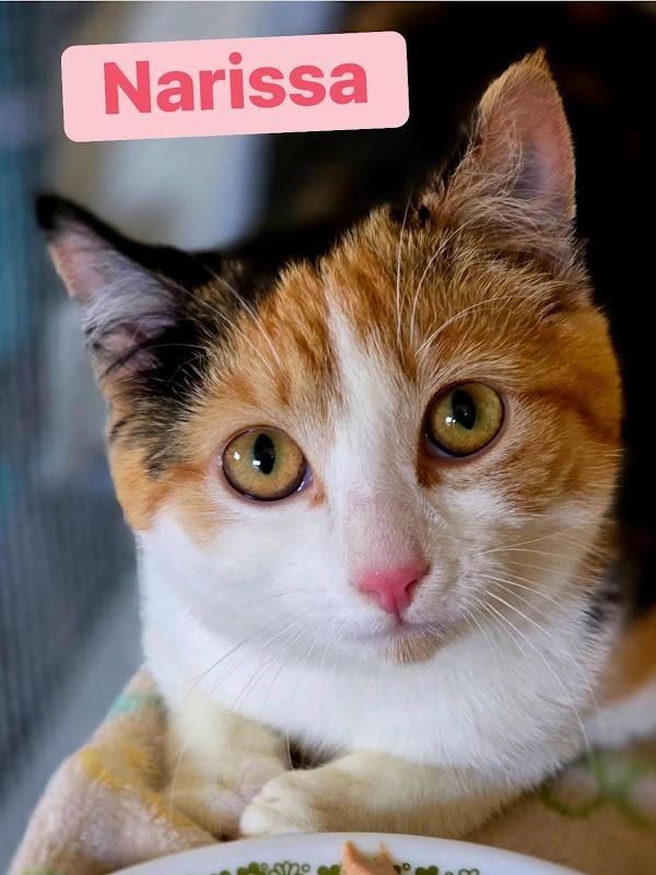 Narissa, a ADOPTABLE Domestic Short Hair in Johnson City, TN image 2/2