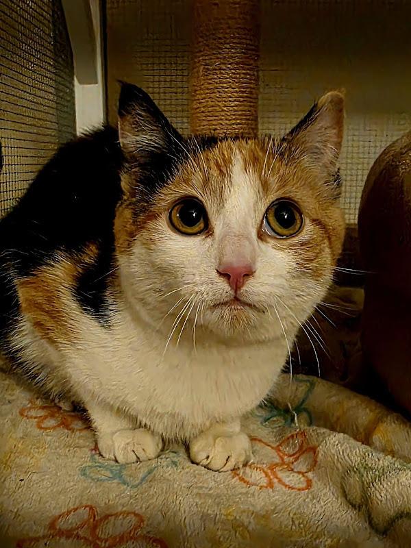 Narissa, a ADOPTABLE Domestic Short Hair in Johnson City, TN image 1/2