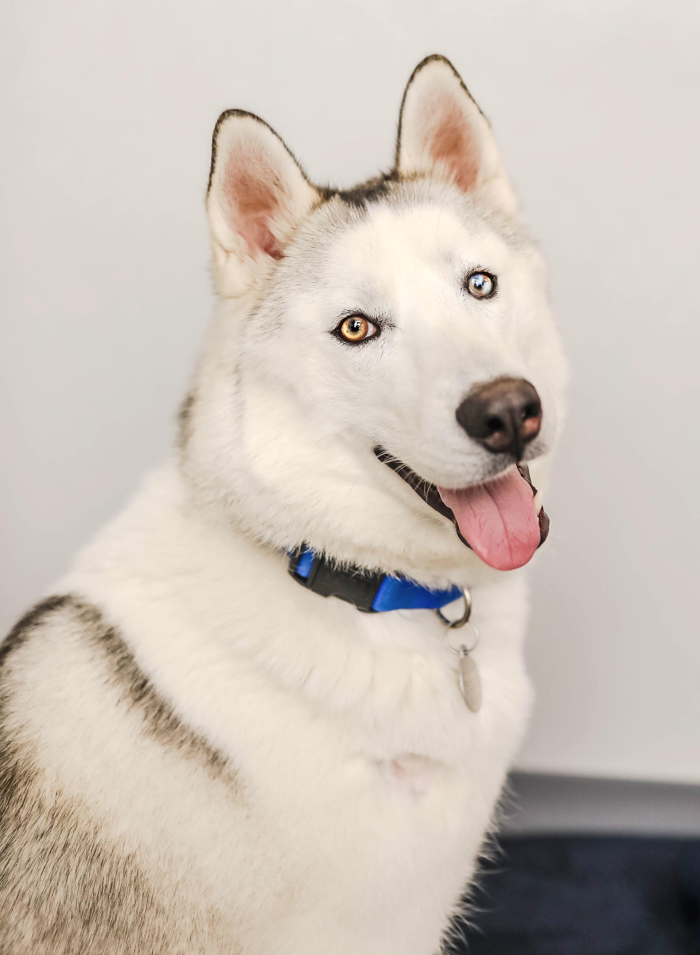 Robert, ADOPTABLE, Adult Male Husky.