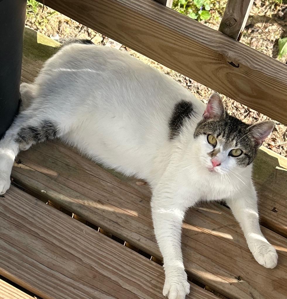 Juni, Adoptable, Young Female Domestic Short Hair.