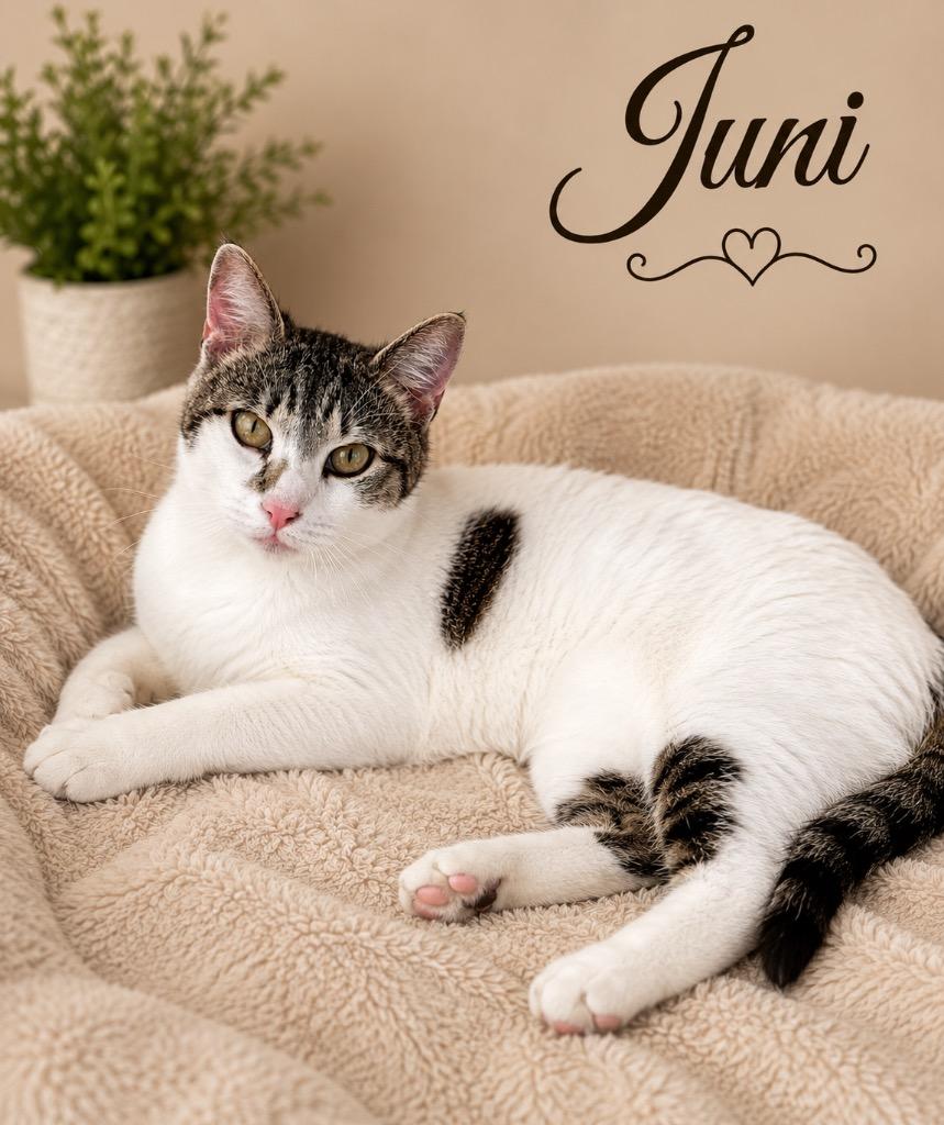 Juni, a Adoptable mixed breed in Dalton, GA image 2/2