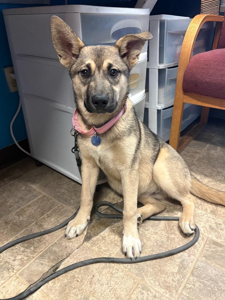 Toffee, Adoptable, Puppy Female Husky & Shepherd.