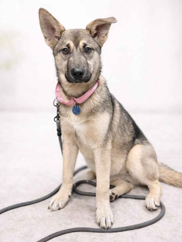 Enlarge Toffee, a Adoptable mixed breed in Reno, NV image 2/4