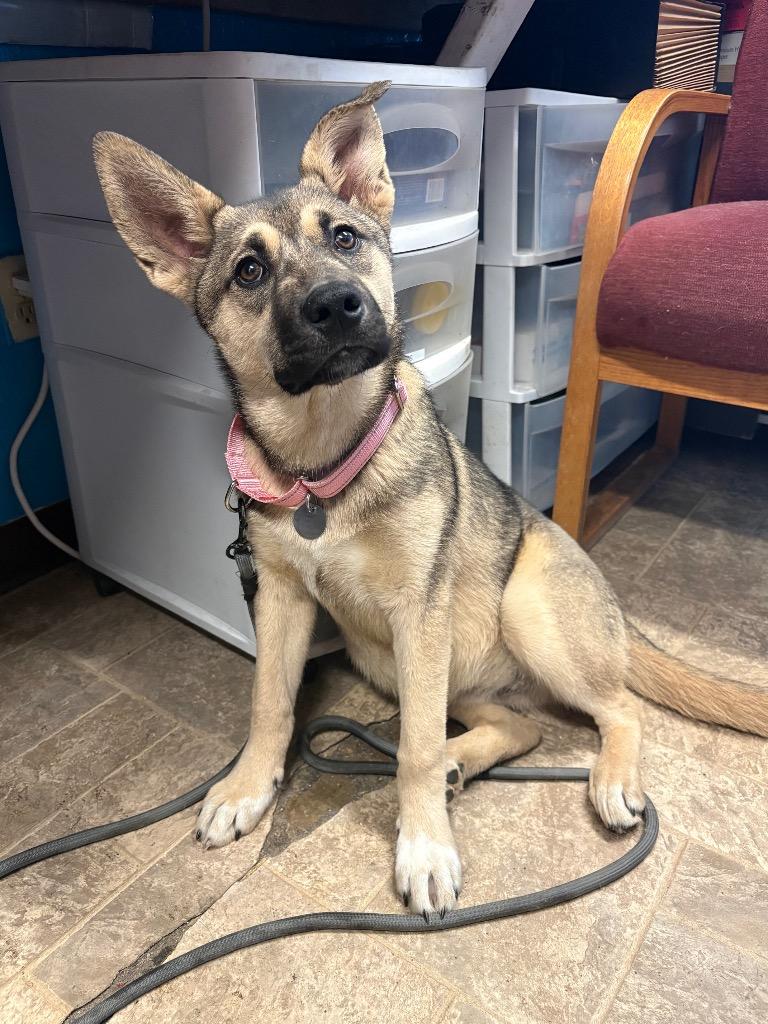 Enlarge Toffee, a Adoptable mixed breed in Reno, NV image 3/4