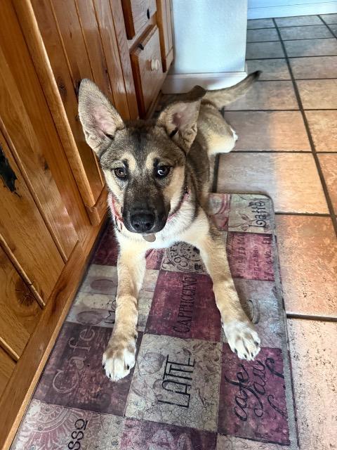 Enlarge Toffee, a Adoptable mixed breed in Reno, NV image 4/4