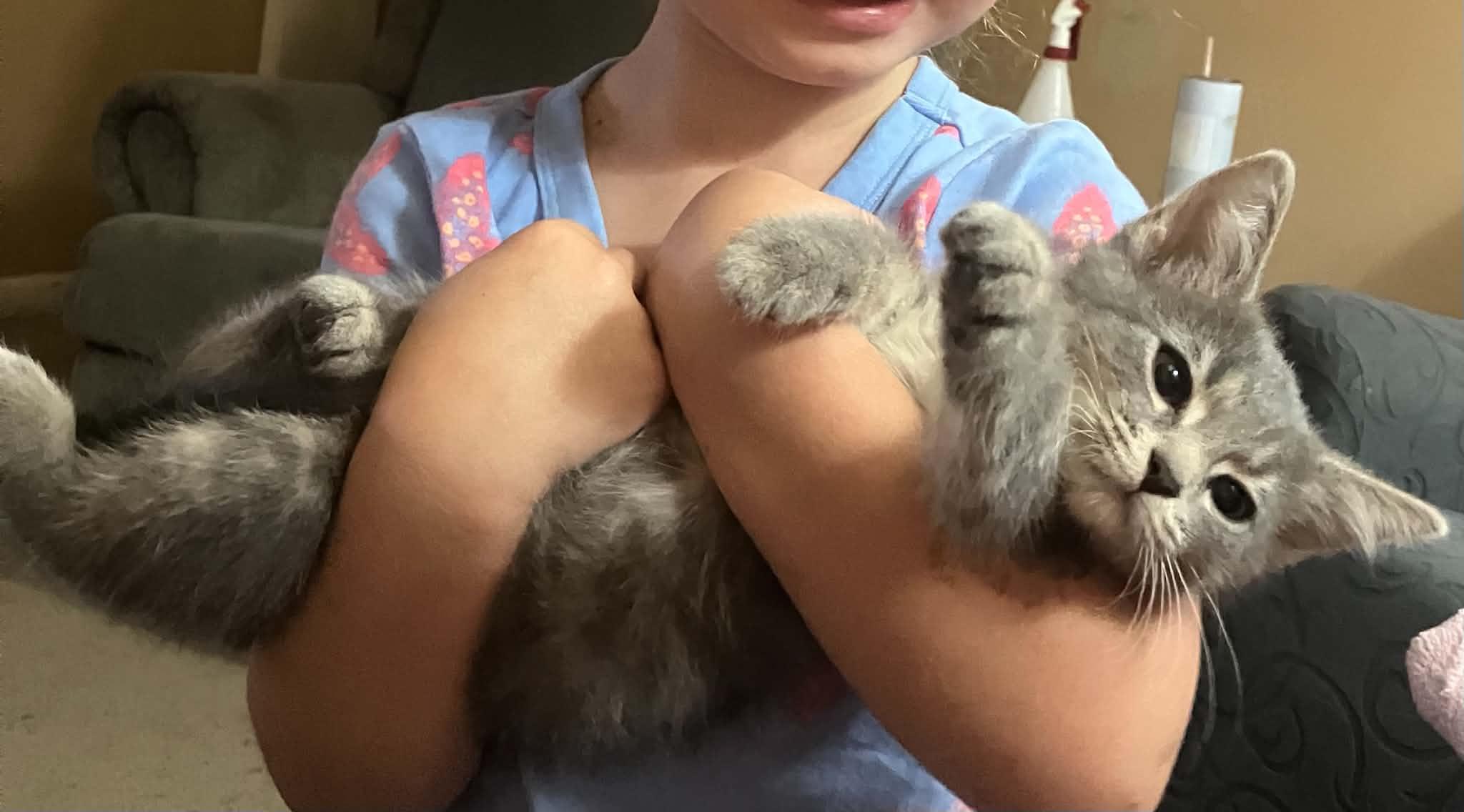 Te Fiti, adopted, Young Female Domestic Short Hair.