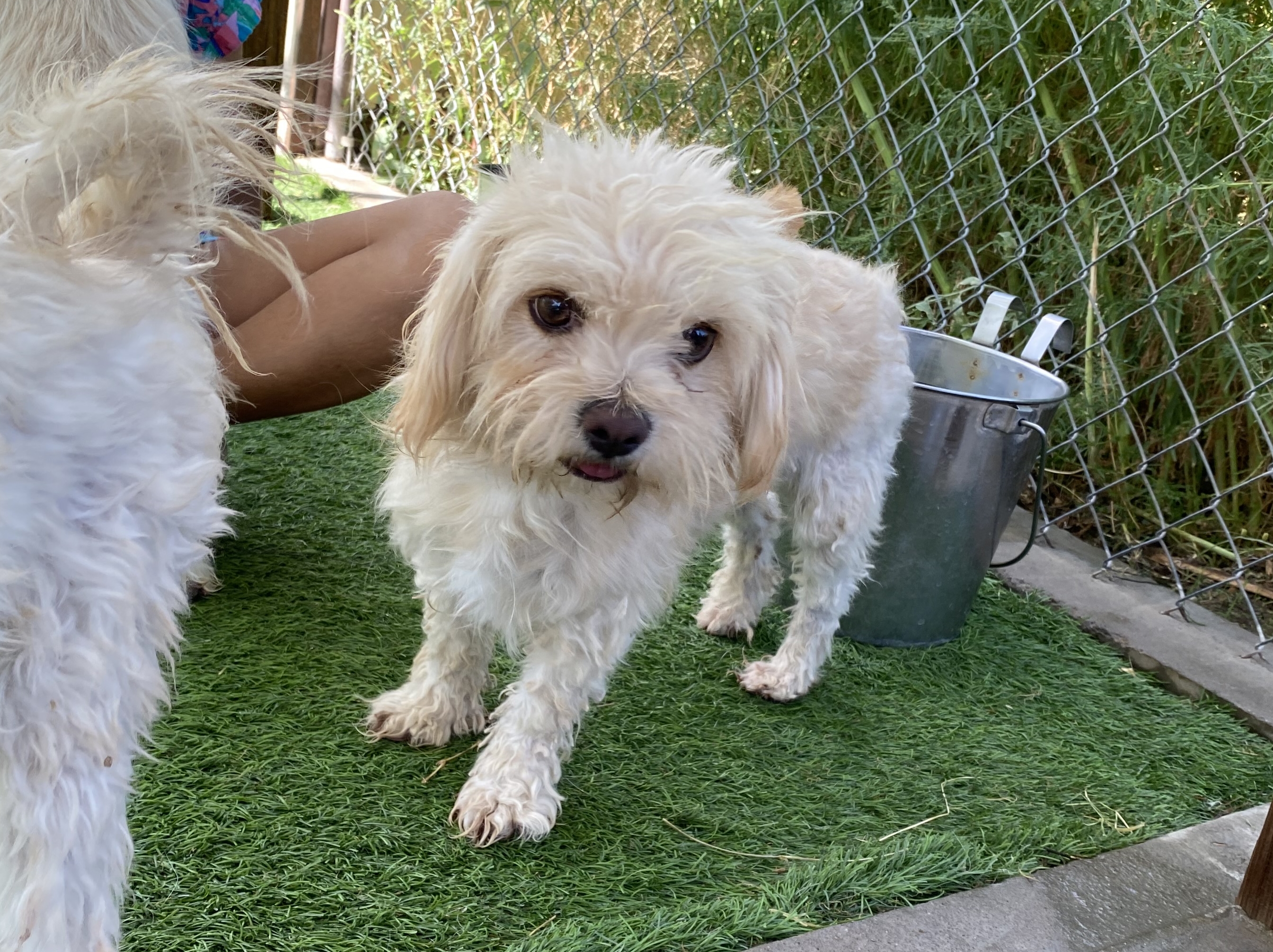 Dog for adoption Clove, a Chihuahua & Terrier Mix in El Paso, TX