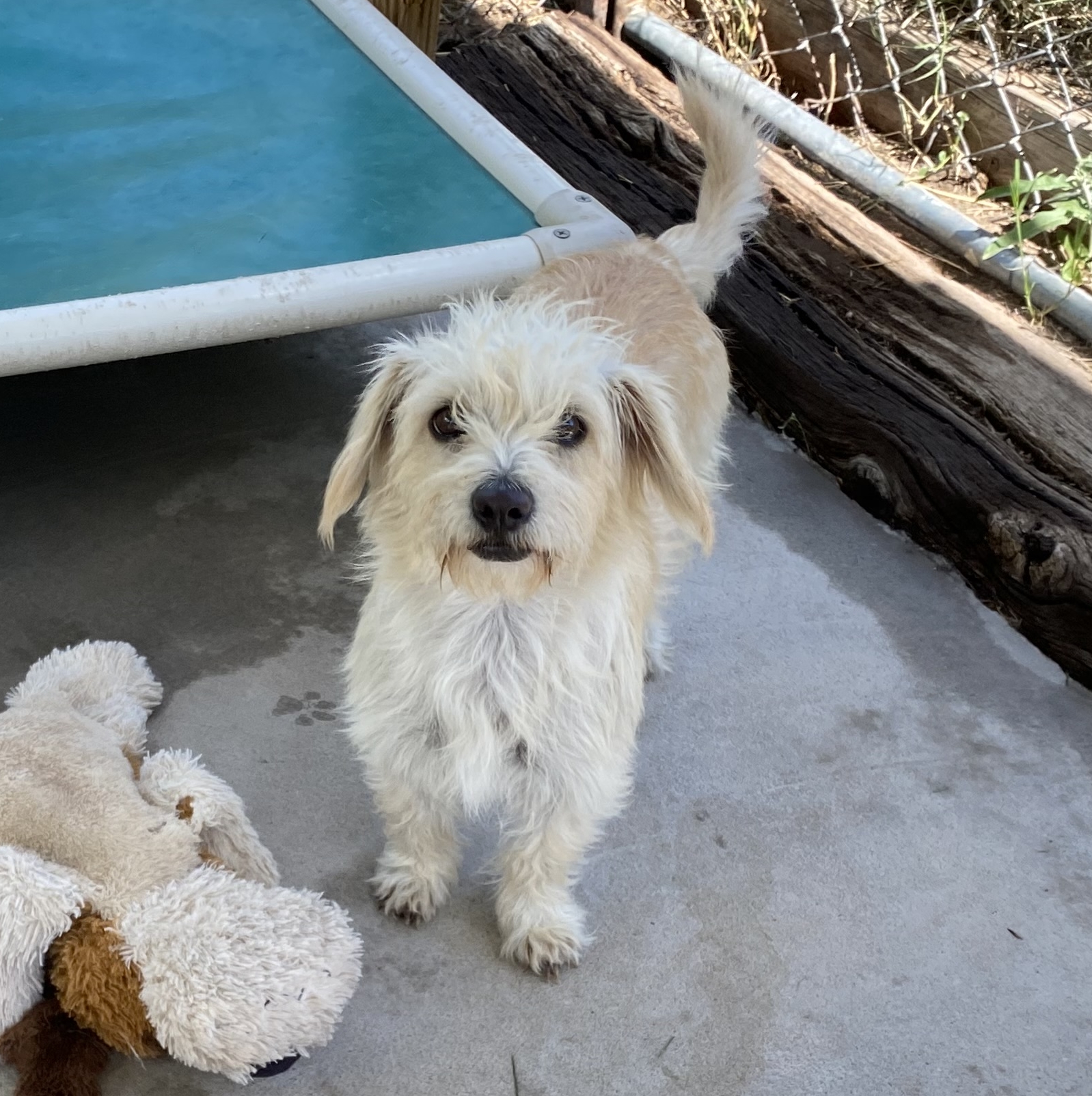 Dog for adoption Clove, a Chihuahua & Terrier Mix in El Paso, TX