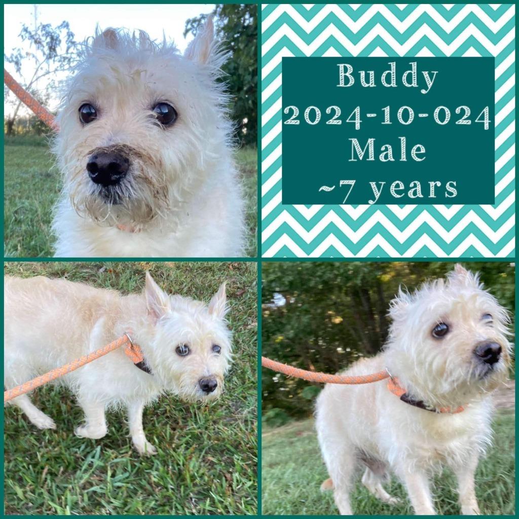 Enlarge 2024-10-024 *Buddy*, a Adopted Terrier in Winder, GA image 1/1