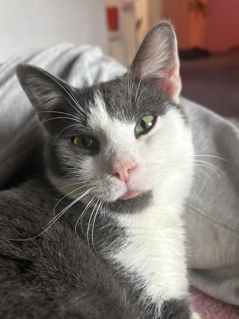 Kent, a Adoptable mixed breed in Athens, OH image 2/2