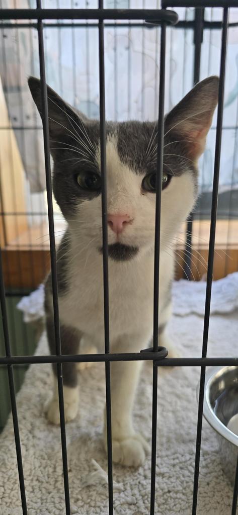 Enlarge Kent, a Adoptable mixed breed in Athens, OH image 2/2