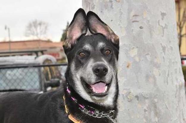 Bandit, an adoptable German Shepherd Dog Mix in Newport Beach, CA_image-1