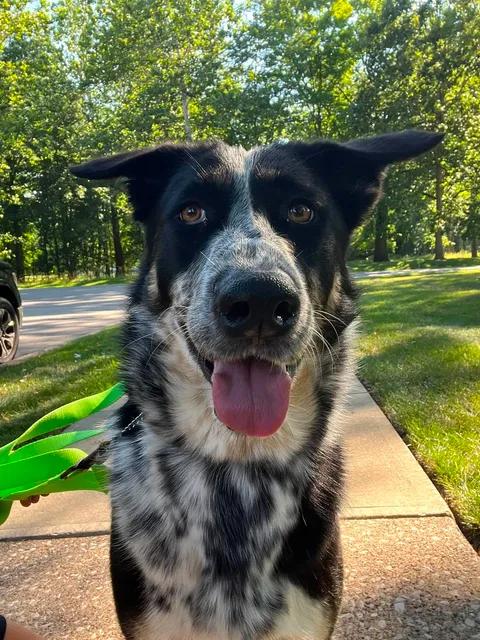 Enlarge Mabel, an adopted mixed breed in Parma, OH image 1/4