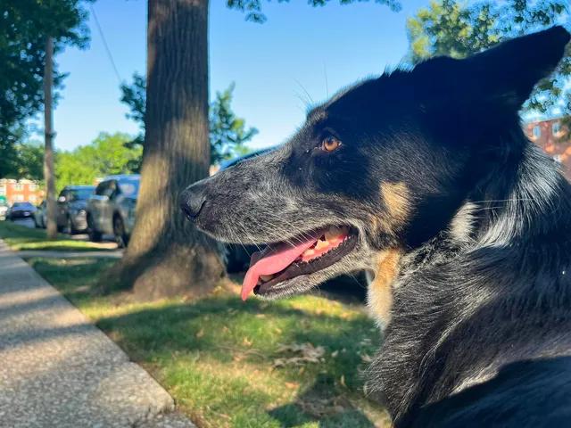 Enlarge Mabel, an adopted mixed breed in Parma, OH image 2/4