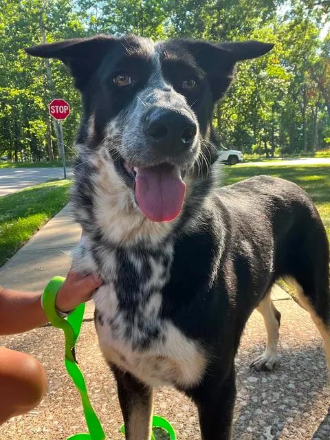 Enlarge Mabel, an adopted mixed breed in Parma, OH image 3/4