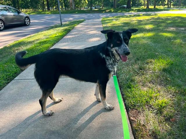 Enlarge Mabel, an adopted mixed breed in Parma, OH image 4/4